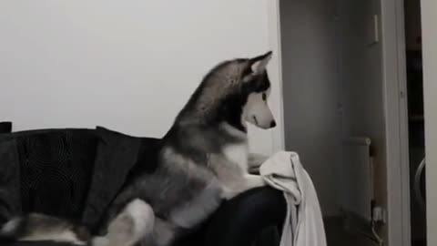 when i do magic for huskies