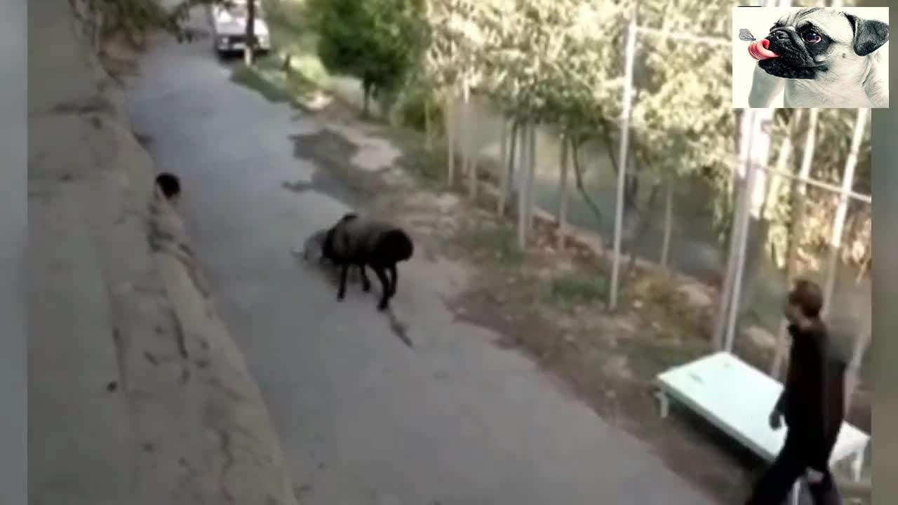 Funny sheep attacking people 18