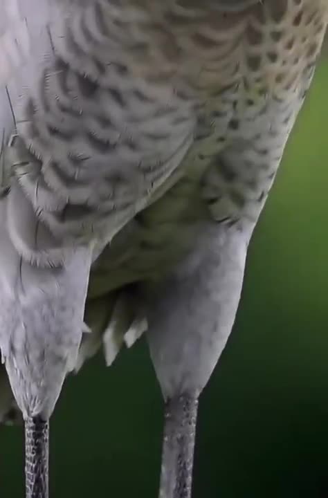 There is a permission to shoot?