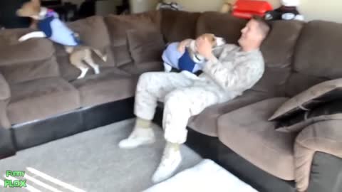 Dogs Welcome Soldiers back Home Compilation