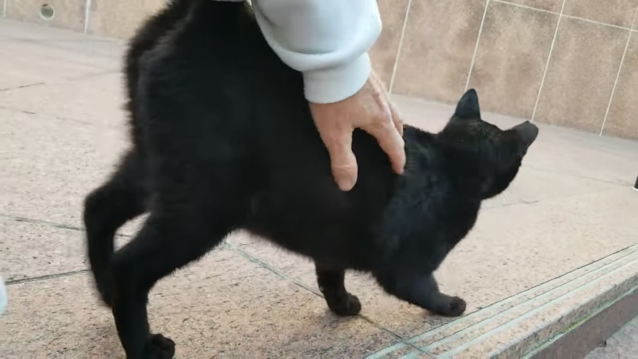 20240418 072258 Tux Molest