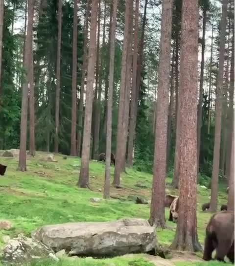 World of the tank and they are having fun