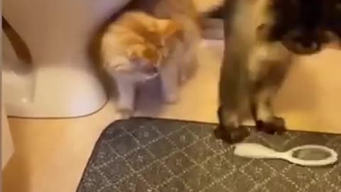 Funny cats and dogs video