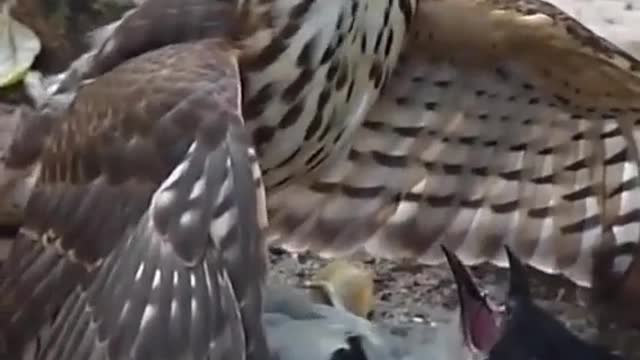 Bad time of dove