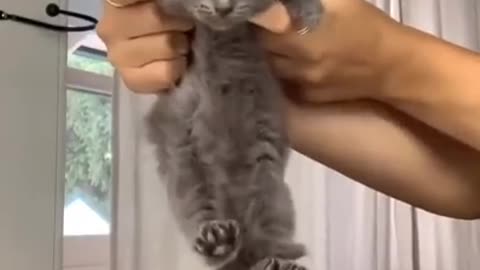 Cats Compliations