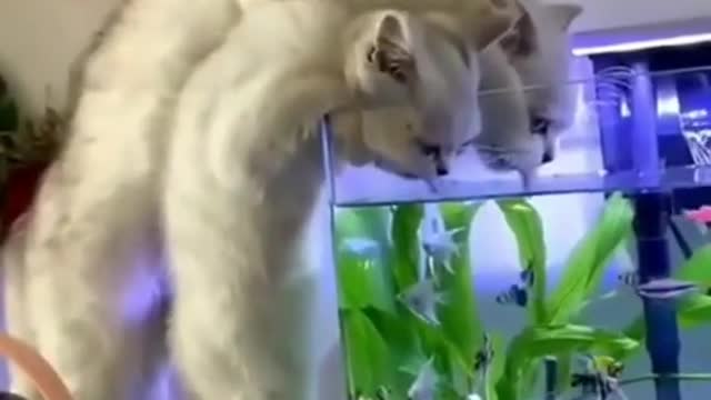 We are just watching them 🐠🐱 funny cat video #Shorts #funny #cute #cat