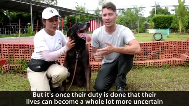 Hero dog of Cambodia give the birth