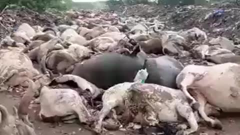 India - Thousands of Cattle Die After Receiving a Vaccine
