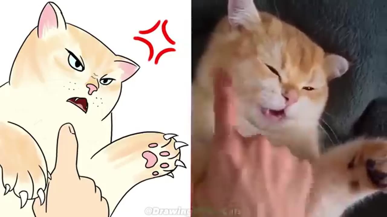 Cat Memes