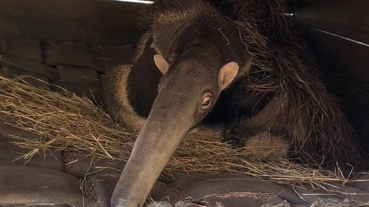 Have you ever seen (or heard) a giant anteater yawn? 🤯