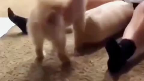 Very Funny video