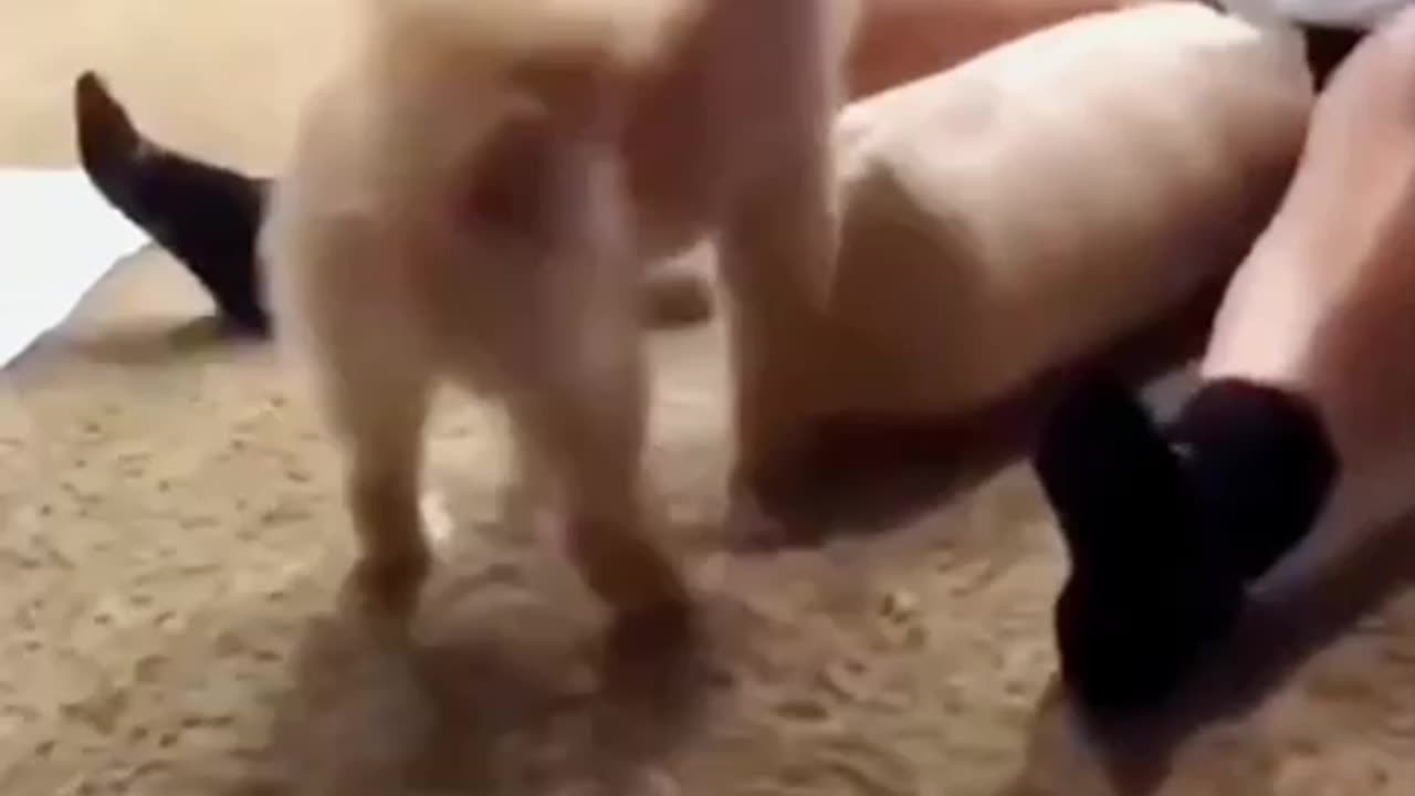 Very Funny video