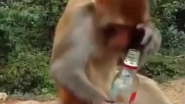 Drunken monkey