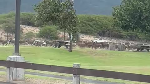 Deer Herd Stampede Across Hawaiian Park