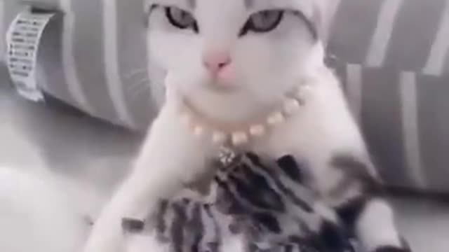 most chic cat kkkkk