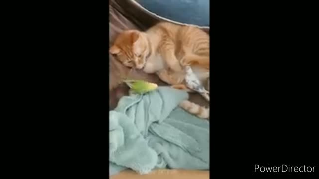 Funniest cats video #6