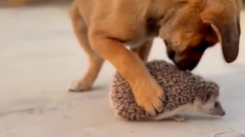 Cute Dog playing with