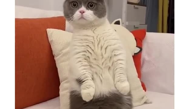 Pin auf Cat