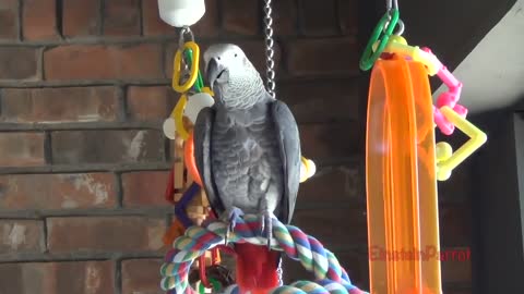 Einstein Parrot can talk better than most humansp21