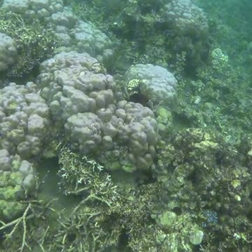 Snorkeling Day, Zamboanga The Reef is Coming Back Alive