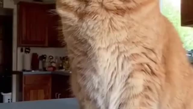 5.Cats and dogs _ cats meowing _ cats funny videos #shorts