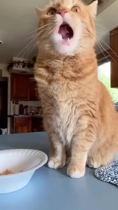 5.Cats and dogs _ cats meowing _ cats funny videos #shorts