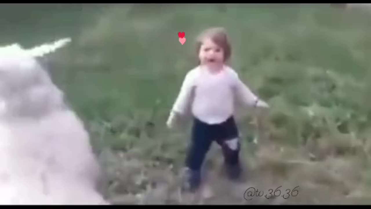 Sheep Playing with Baby it's Too Cute must watch ❤️❤️😍🐑