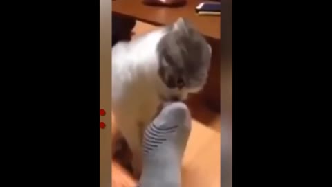 FUNNY CAT VIDEO 2021😹 TRY NOT TO LAUGH🤣