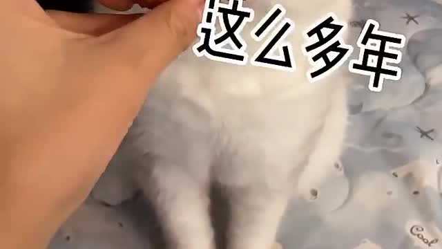 Don’t you know that the cats are familiar with these two lychees?