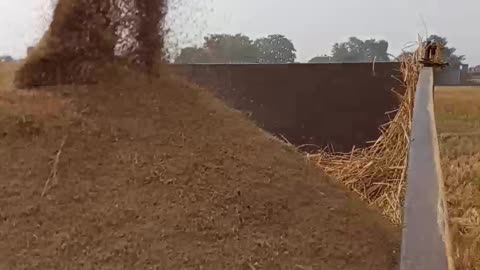 Paddy Harvesting