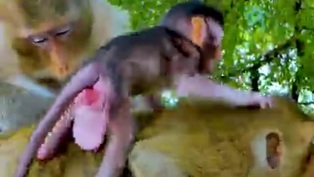 Why Are you Scaring Baby Monkey Tyson, Where is Mom Tara?