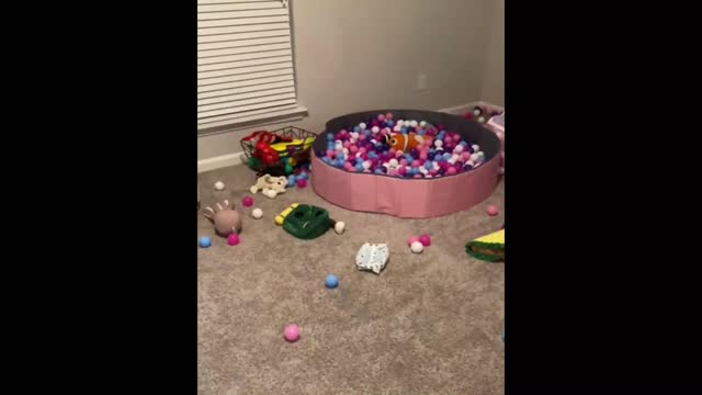 DOG playing with balls