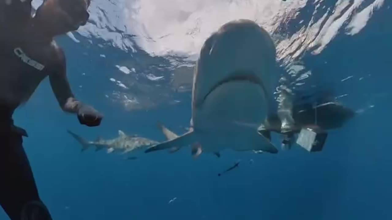 Wildlife