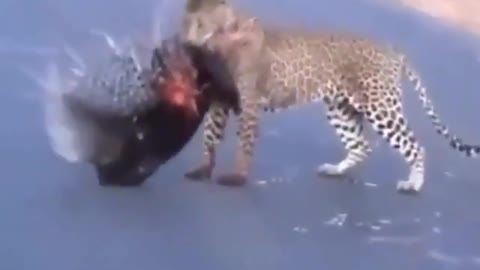 leopard faces a porcupine and suffers from the kebabs see the end