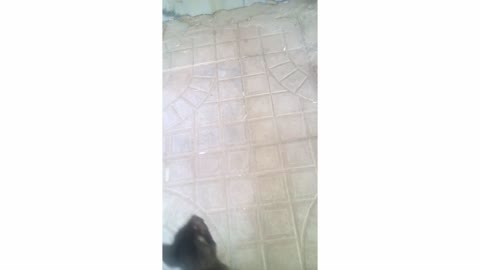 My cat cannot catch the toy and therefore he fell