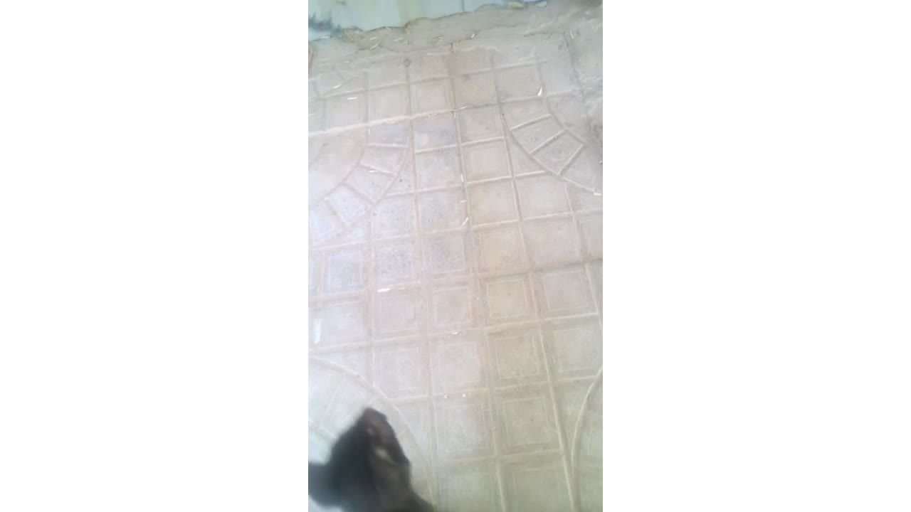 My cat cannot catch the toy and therefore he fell