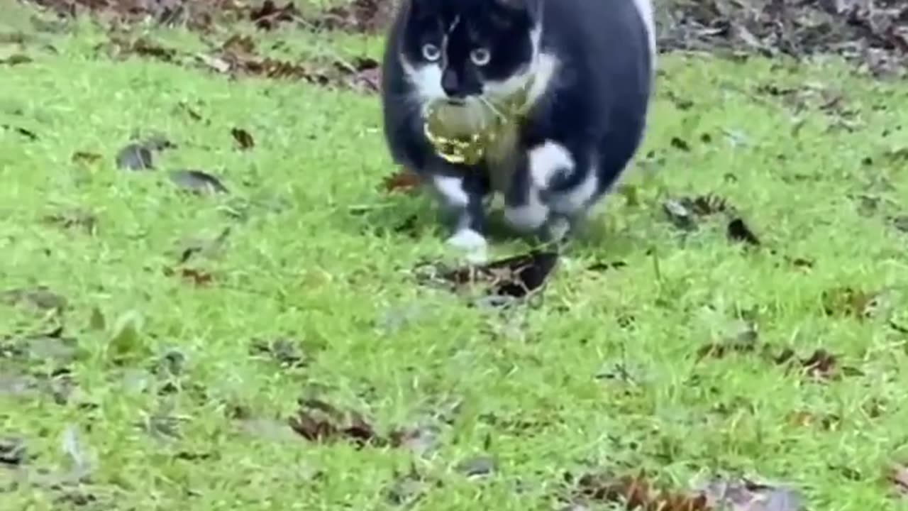 Rich Fat Cat