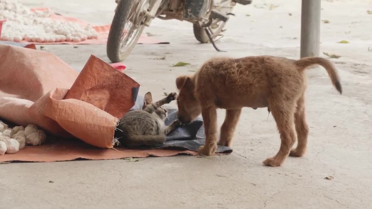 A Dog Fights With His Reflection In The Mirror