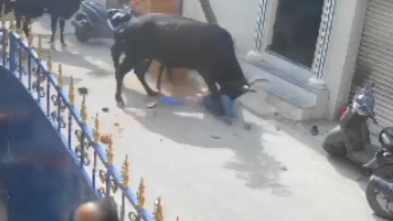 Danger cow😲😲