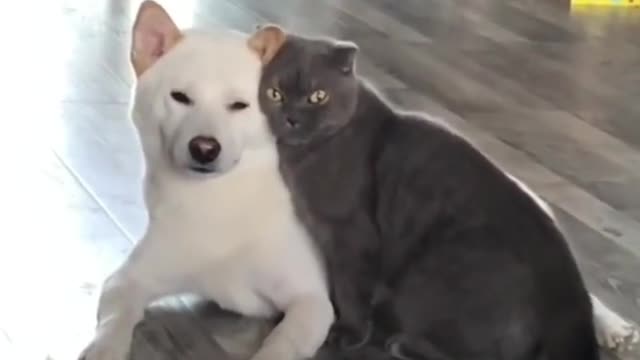 Cat and dog love