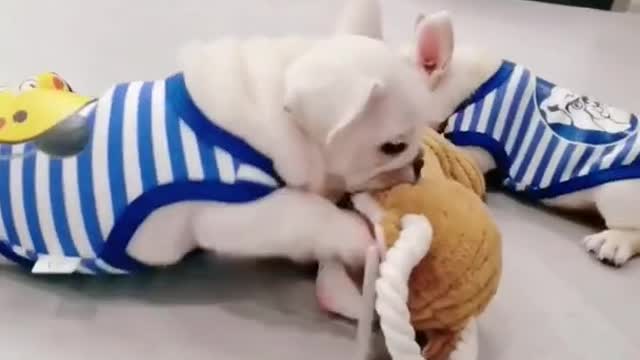 Ultimate Baby Dogs - Cute and Funny Dog Videos Compilation #Shorts