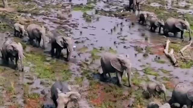 The wild elephants are on the move, and you can see they're happy