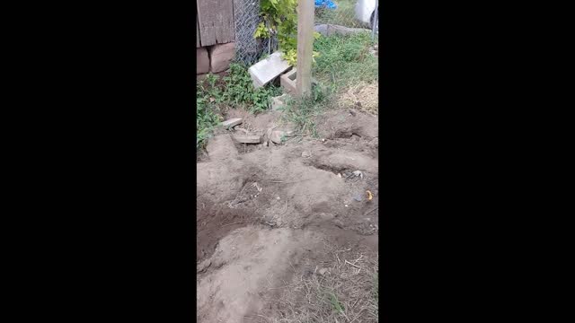 Dog vs Baby Snake