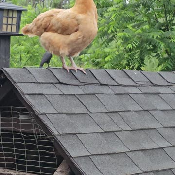 OMC! Orpington stands watch on a rooftop for Brownie's safety! #chickenlove #orpington #shorts #hen