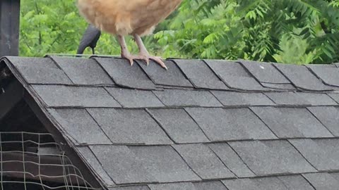 OMC! Orpington stands watch on a rooftop for Brownie's safety! #chickenlove #orpington #shorts #hen