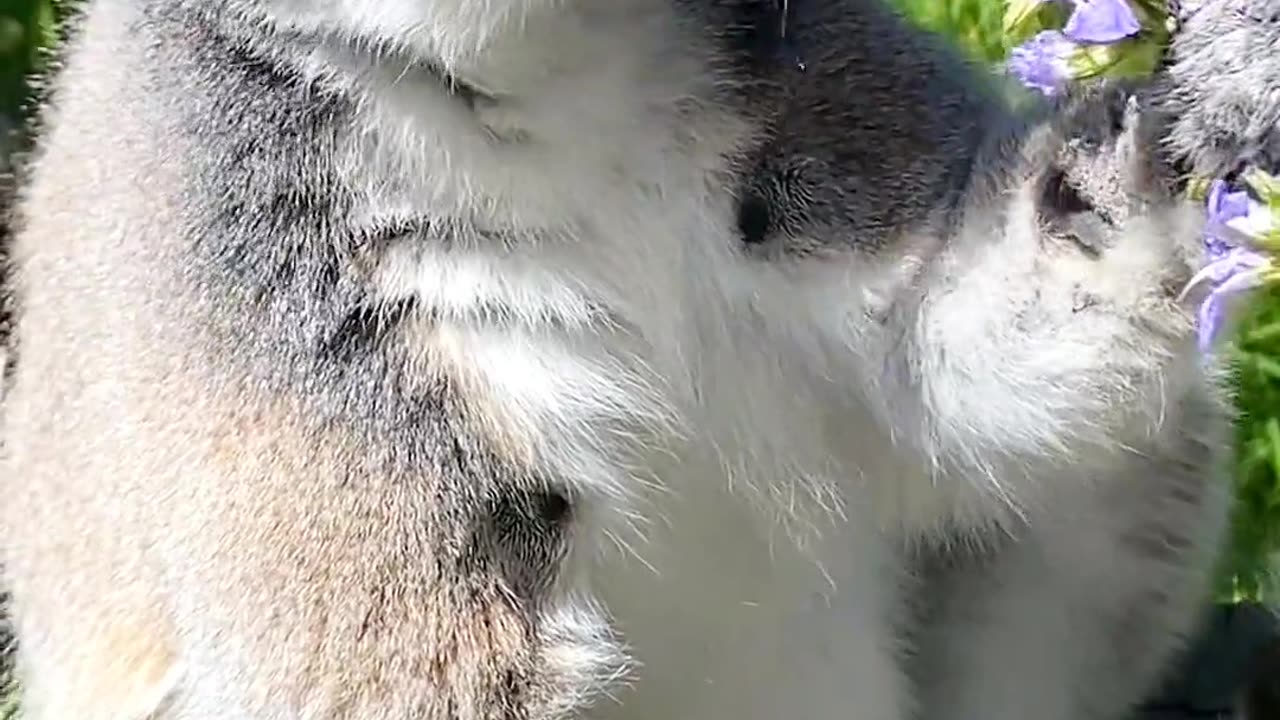 Lemur is eating flower