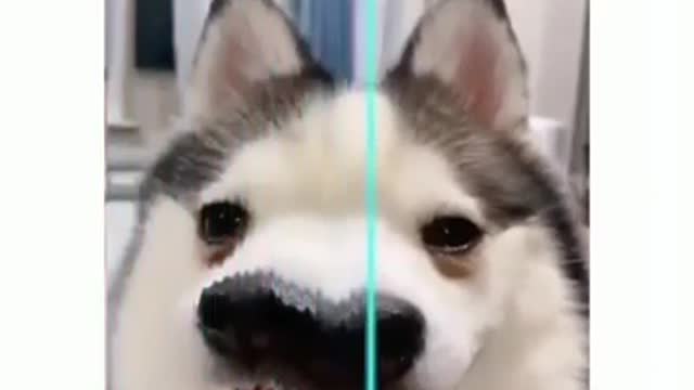 Awesome funny dogs vines - 🤣🐶