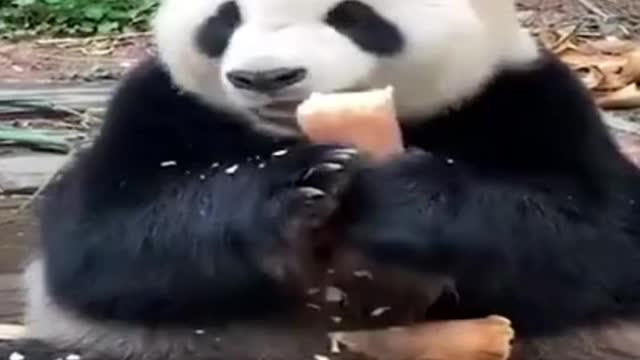 Funny and Cute Cat vs Dogs Videos Compilation 2021