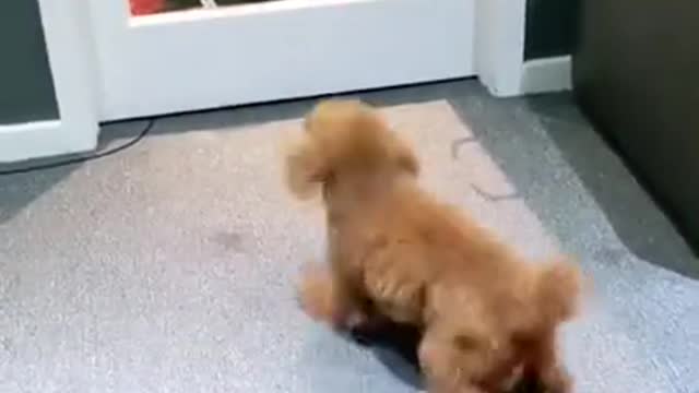 funniest cute puppy dog enjoying moment video