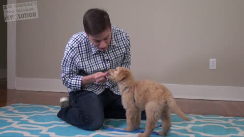 3 Fast and Easy Things to Teach your NEW PUPPY!